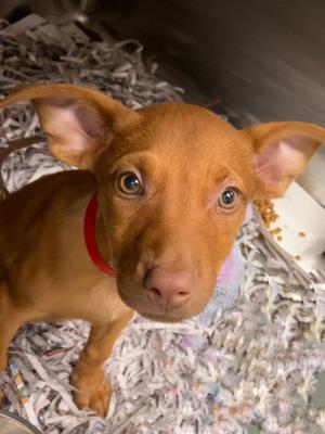 Asralyn, Catahoula Leopard Hound Mix, puppy, available for adoption