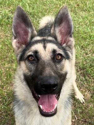 Apollo *VIP*, German Shepherd Dog Mix, young, available for adoption