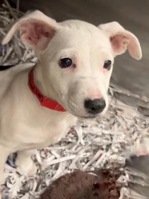 A white puppy with a red collar sitting on shredded paper.
