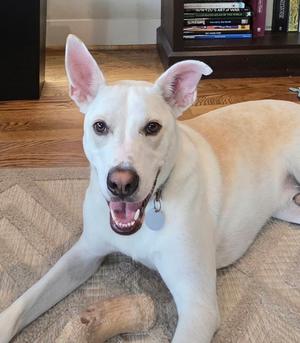 Dozer *VIP* *SN*, Golden Retriever Mix, young, available for adoption
