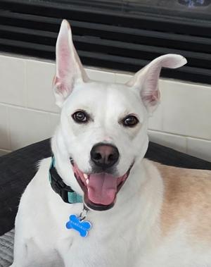 Dozer *VIP* *SN*, Golden Retriever Mix, young, available for adoption