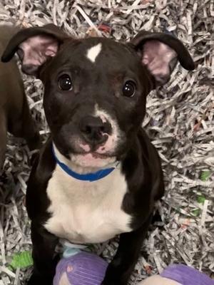 Auggie, American Staffordshire Terrier Mix, puppy, available for adoption
