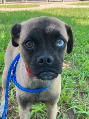 Bessie, Pug Mix, young, available for adoption
