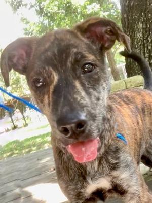 Biggie *VIP*, Hound and Golden Retriever, puppy, available for adoption