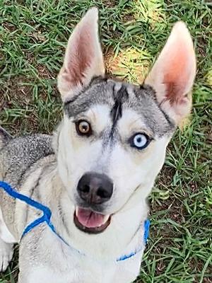 Cota, Siberian Husky Mix, young, available for adoption