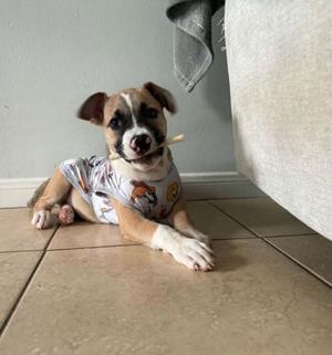 A brown and white puppy wearing a shirt, lying on a tiled floor with a toothbrush in its mouth.