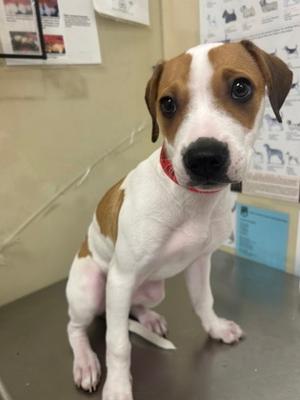 a brown and white dog sitting on a table