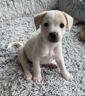 a white puppy sitting on a gray carpet