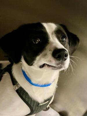 Jack, Beagle and Rat Terrier, young, available for adoption