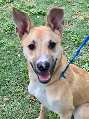 A tan and white dog with large ears and pink spots on its nose sits on grass and looks forward with its mouth open.