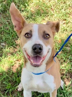 Blue, Hound Mix, adult, available for adoption