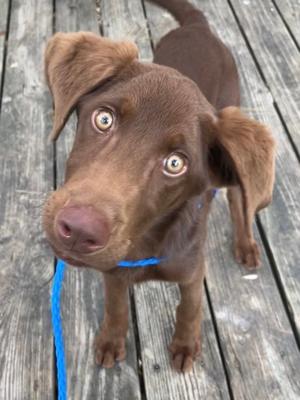 A brown dog with large, expressive eyes is sitting on a wooden deck, looking up at the camera. The dog has floppy ears and is wearing a blue collar. Its tail is raised and slightly curved. The dog appears to be a young puppy.