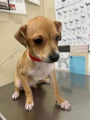Chata, Golden Retriever Mix, puppy, available for adoption