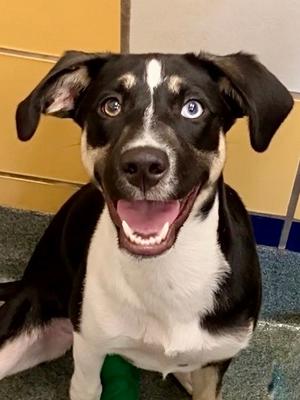 Diamond *VIP*, Golden Retriever and Terrier, puppy, available for adoption