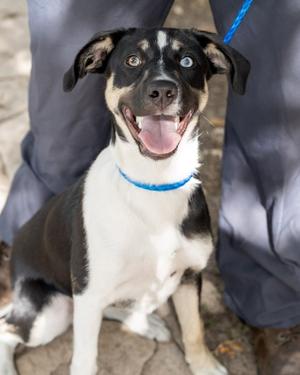 Diamond *VIP*, Golden Retriever and Terrier, young, available for adoption