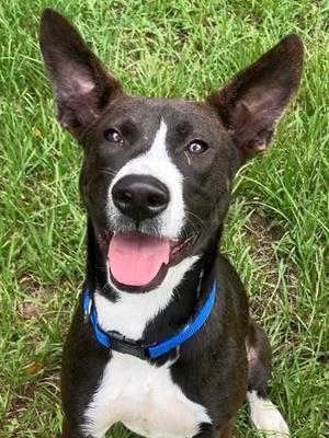 Dodge *VIP*, Golden Retriever and German Shepherd Dog, young, available for adoption