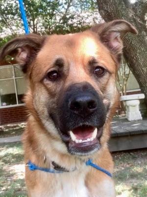 Bella *VIP*, German Shepherd Dog and Border Collie, young, available for adoption