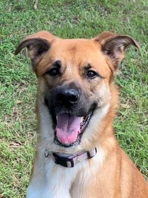 Bella *VIP*, German Shepherd Dog and Border Collie, young, available for adoption