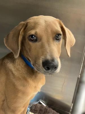 Antinous, Rhodesian Ridgeback Mix, puppy, available for adoption