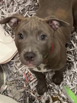 A brown puppy with a white chest and a red collar stands on shredded paper, looking up with big, expressive eyes.