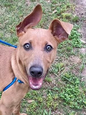 A close-up shot of a young, light brown dog with its mouth open and a blue leash around its neck. The dog has large, alert blue eyes and floppy ears, one of which is perked up.
