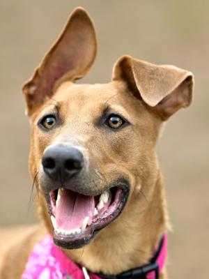 A close-up of a brown dog with perked ears, wearing a pink bandana, and smiling with its mouth open.