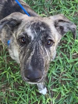 A brindle-colored dog with a blue leash, looking up at the camera from a grassy area.