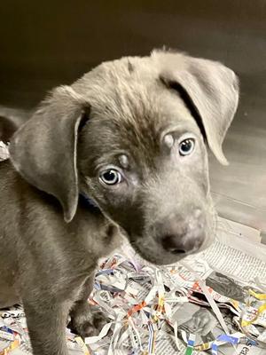 Biggie, American Staffordshire Terrier Mix, puppy, available for adoption