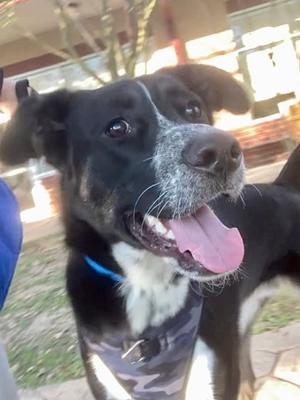 Bam Bam *VIP*, Border Collie and German Shepherd Dog, young, available for adoption