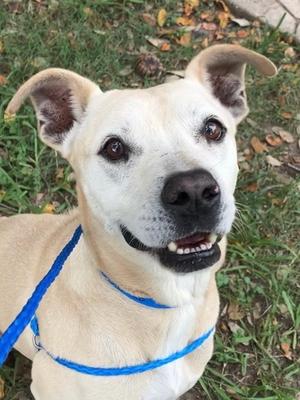 Duke, Labrador Retriever Mix, adult, available for adoption