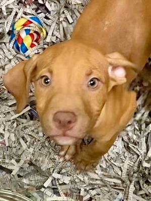 Buddrick, American Staffordshire Terrier and Vizsla, puppy, available for adoption
