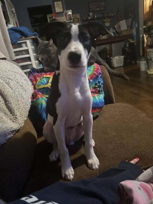Stuart, Beagle, puppy, available for adoption