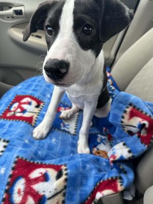 Penny, Beagle, puppy, available for adoption