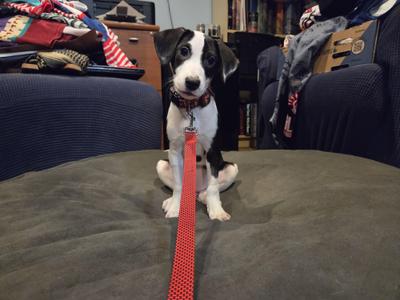 A black and white puppy sitting on a couch with a red leash attached to its collar.