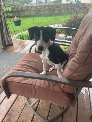 A black and white dog sitting on a brown cushioned chair on a wooden deck.