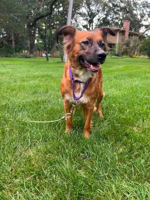 Cami, Golden Retriever / Shepherd, adult, available for adoption