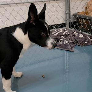 Freckles, Corgi / Border Collie, puppy, available for adoption