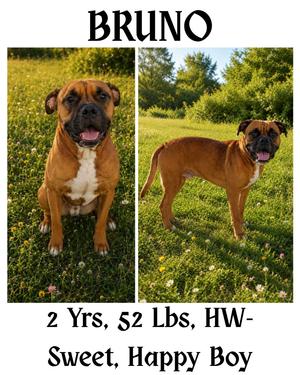 Bruno, Boxer/American Staffordshire Terrier, adult, available for adoption