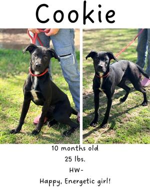 Cookie, Labrador Retriever/Mixed Breed, young, available for adoption
