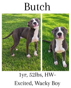 Butch, American Bulldog/American Staffordshire Terrier, young, available for adoption