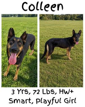Colleen, Shepherd/Mixed Breed, adult, available for adoption