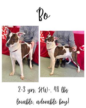 Bo, Mixed Breed, adult, available for adoption