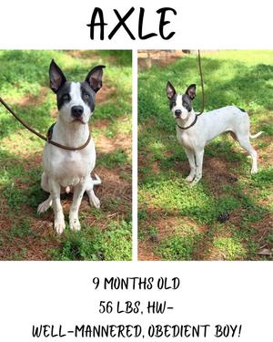 Axel, Mixed Breed, young, available for adoption