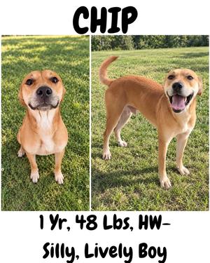 Chip, Carolina Dog/Mountain Cur, young, available for adoption