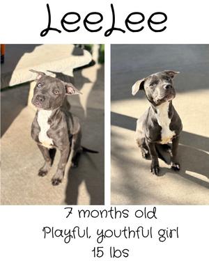 LeeLee, Mixed Breed, young, available for adoption