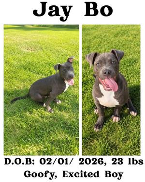 Jay Bo, American Staffordshire Terrier/American Bulldog, young, available for adoption