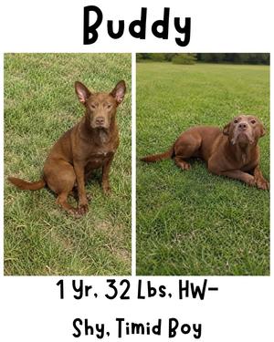 Buddy (Puppy), German Pinscher/Miniature Pinscher, young, available for adoption