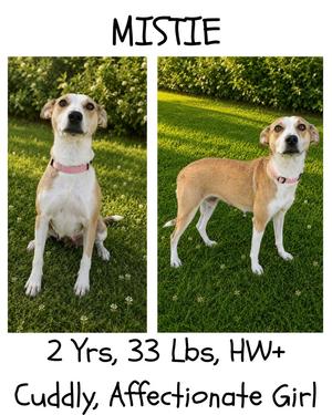 Mistie, Carolina Dog/Mountain Cur, adult, available for adoption