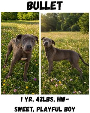 Bullet, Weimaraner/American Staffordshire Terrier, young, available for adoption