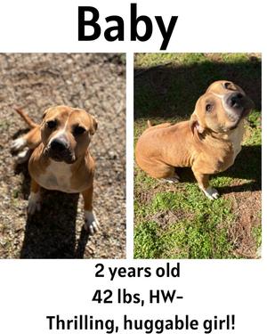 Baby, Mixed Breed, adult, available for adoption